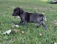 Diesel, a male German Shorthaired Pointer for sale in Raymond, IL – 6 of 9