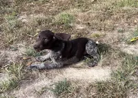 Gene, a male German Shorthaired Pointer for sale in Raymond, IL – 5 of 8