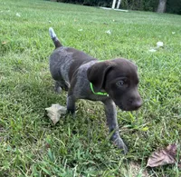 Diesel, a male German Shorthaired Pointer for sale in Raymond, IL – 9 of 9