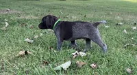 Diesel, a male German Shorthaired Pointer for sale in Raymond, IL – 3 of 9