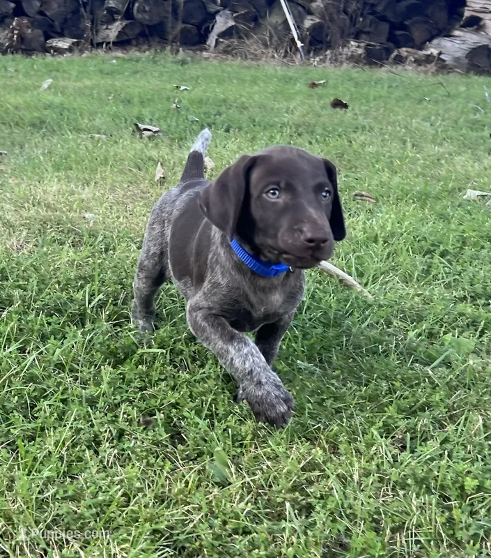 Gunner – German Shorthaired Pointer puppy for sale in Raymond, IL