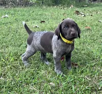Scout, a male German Shorthaired Pointer for sale in Raymond, IL – 1 of 6