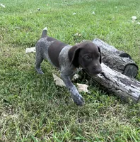 Boone, a male German Shorthaired Pointer for sale in Raymond, IL – 6 of 6