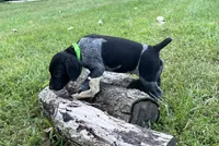 Ranger, a male German Shorthaired Pointer for sale in Raymond, IL – 6 of 8