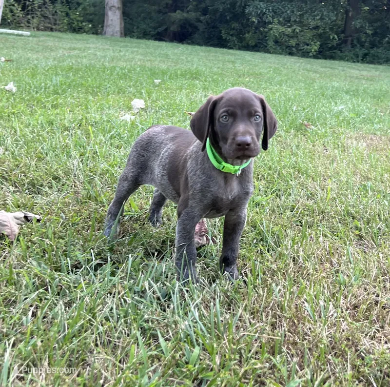 Diesel – German Shorthaired Pointer puppy for sale in Raymond, IL