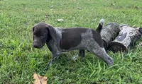 Gunner, a male German Shorthaired Pointer for sale in Raymond, IL – 3 of 5