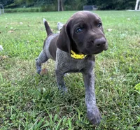 Scout, a male German Shorthaired Pointer for sale in Raymond, IL – 5 of 6