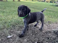 Diesel, a male German Shorthaired Pointer for sale in Raymond, IL – 5 of 9