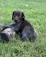 Diesel, a male German Shorthaired Pointer for sale in Raymond, IL – 2 of 9
