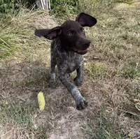 Gene, a male German Shorthaired Pointer for sale in Raymond, IL – 4 of 8
