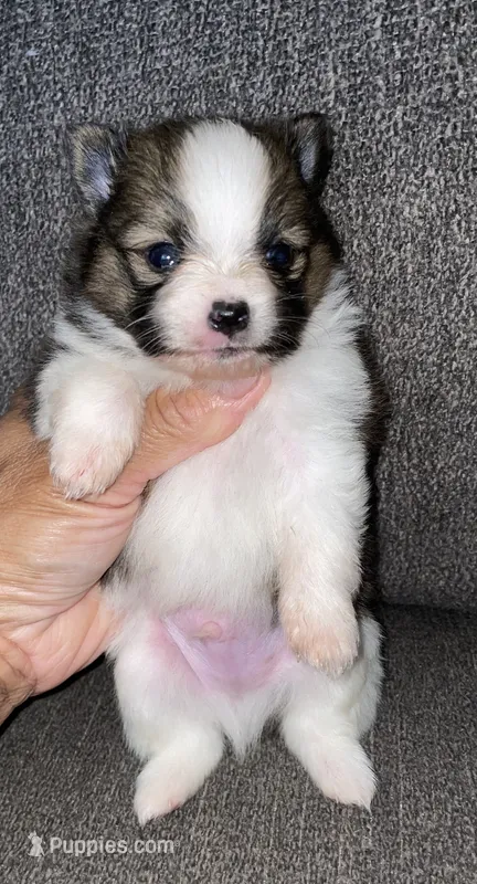 BJ  – Pomeranian puppy for sale in Fresno, CA