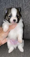 BJ , a male Pomeranian for sale in Fresno, CA – 1 of 2
