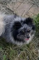 May Mai , a female Pomeranian for sale in Fresno, CA – Photo 6 of 6