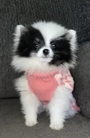 Mai , a female Pomeranian for sale in Fresno, CA – Photo 3 of 4