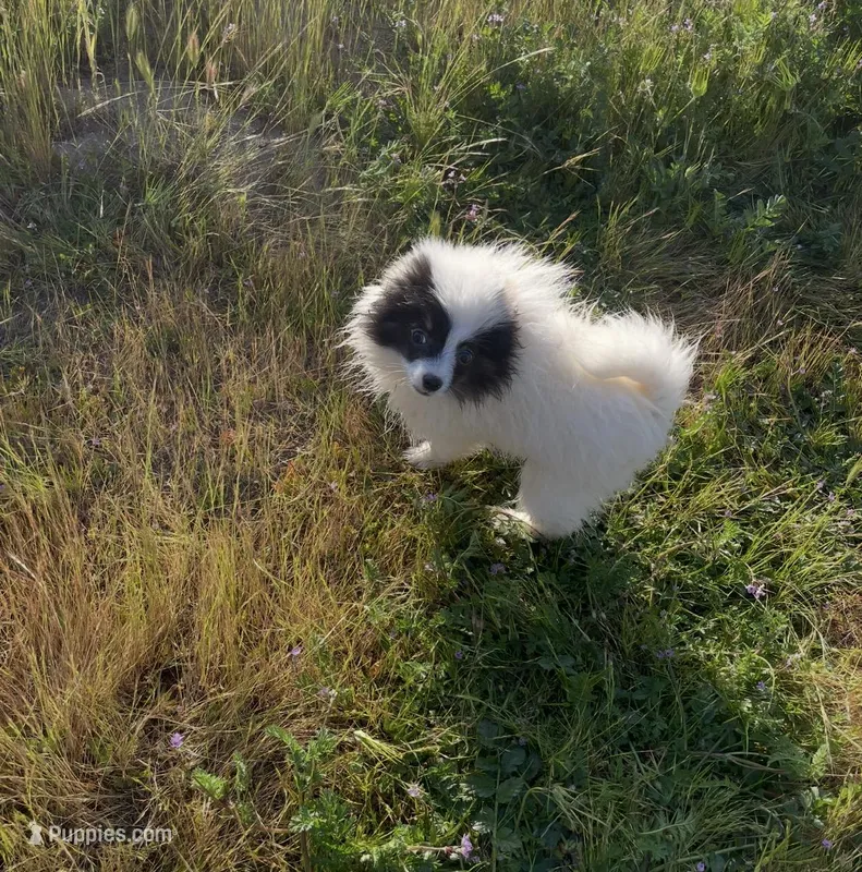 Mai  – Pomeranian puppy for sale in Fresno, CA