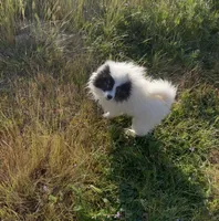 Mai , a female Pomeranian for sale in Fresno, CA – Photo 1 of 4