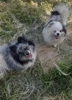 May Mai , a female Pomeranian for sale in Fresno, CA – Photo 5 of 6