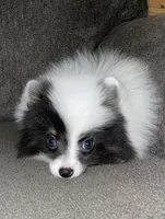 Mai , a female Pomeranian for sale in Fresno, CA – Photo 2 of 4