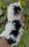 Ricky (Parti color )Tcup size (on hold), a male Yorkshire Terrier for sale in Fresno, CA – 5 of 6