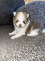Rocky , a male Pomeranian for sale in Fresno, CA – 1 of 3