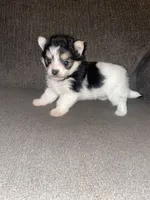 Rocky , a male Pomeranian for sale in Fresno, CA – 3 of 4
