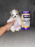 Rocky (tcup ), a male Pomeranian for sale in Fresno, CA – 3 of 3