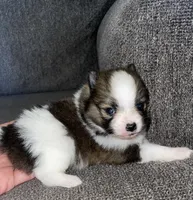 BJ , a male Pomeranian for sale in Fresno, CA – 2 of 2