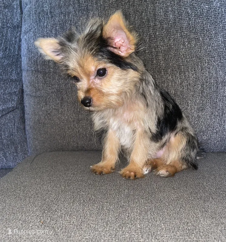 Maly  – Yorkshire Terrier puppy for sale in Fresno, CA