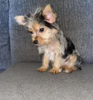 Maly , a female Yorkshire Terrier for sale in Fresno, CA – 1 of 3