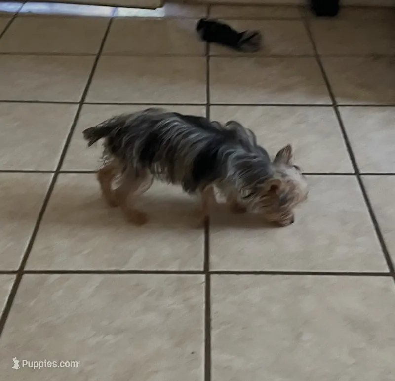 Penny  (Tcup size ) – Yorkshire Terrier puppy for sale in Fresno, CA