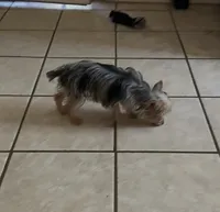 Penny  (Tcup size ), a female Yorkshire Terrier for sale in Fresno, CA – 1 of 8