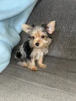 Maly , a female Yorkshire Terrier for sale in Fresno, CA – 2 of 3