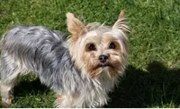 female purbred(standard size)(CKC ), a female Yorkshire Terrier for sale in Fresno, CA – Photo 5 of 6