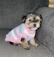 female purbred(standard size)(CKC ), a female Yorkshire Terrier for sale in Fresno, CA – Photo 2 of 6