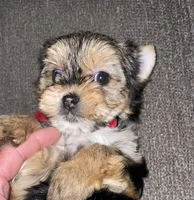 female purbred(standard size)(CKC ), a female Yorkshire Terrier for sale in Fresno, CA – Photo 1 of 6