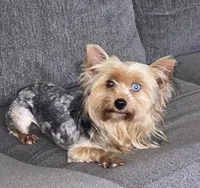 female purbred(standard size)(CKC ), a female Yorkshire Terrier for sale in Fresno, CA – Photo 6 of 6