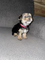 female purbred(standard size)(CKC ), a female Yorkshire Terrier for sale in Fresno, CA – Photo 3 of 6