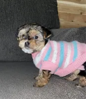 female purbred(standard size)(CKC ), a female Yorkshire Terrier for sale in Fresno, CA – Photo 4 of 6