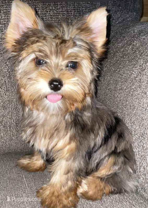 May (chocolate Merle) – Yorkshire Terrier puppy for sale in Fresno, CA