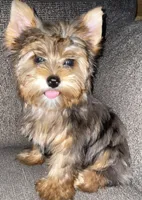 May (chocolate Merle), a female Yorkshire Terrier for sale in Fresno, CA – 1 of 10
