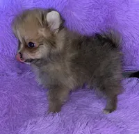 April , a female Pomeranian for sale in Fresno, CA – 2 of 5