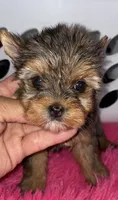Penny (Merle), a female Yorkshire Terrier for sale in Fresno, CA – 7 of 9