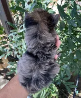 Penny (Merle), a female Yorkshire Terrier for sale in Fresno, CA – 2 of 9