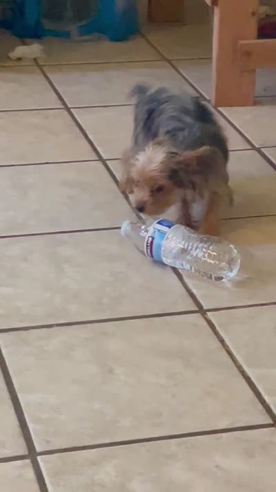 Penny  (Tcup size ), a female Yorkshire Terrier for sale in Fresno, CA – 5 of 8