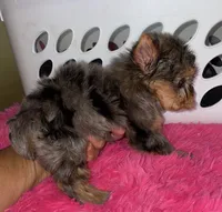 Penny (Merle), a female Yorkshire Terrier for sale in Fresno, CA – 4 of 9
