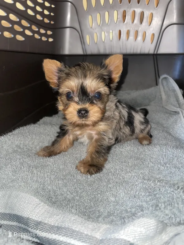 Rose  – Yorkshire Terrier puppy for sale in Fresno, CA