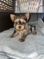 Rose , a female Yorkshire Terrier for sale in Fresno, CA – 1 of 2