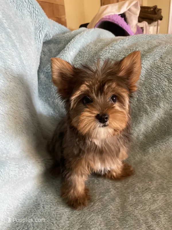 Penny  – Yorkshire Terrier puppy for sale in Fresno, CA