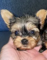 Rose (chocolate Merle), a female Yorkshire Terrier for sale in Fresno, CA – 3 of 6