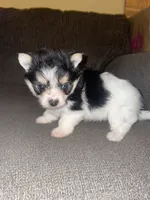 Rocky , a male Yorkshire Terrier for sale in Fresno, CA – 3 of 5